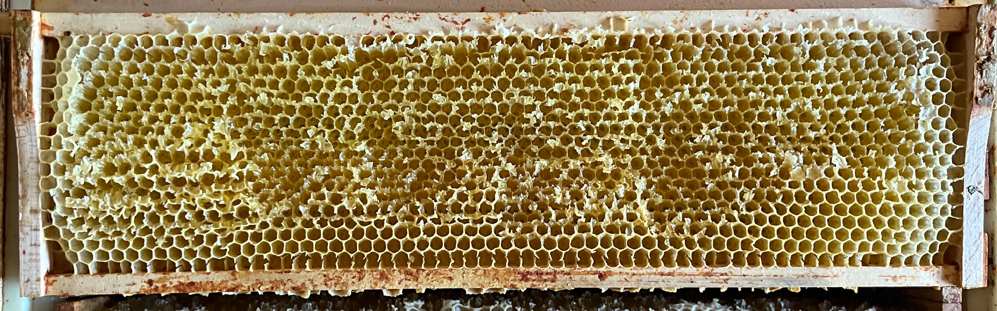 Eine Honigwabe mit Bienenwachs in einem Holzrahmen.