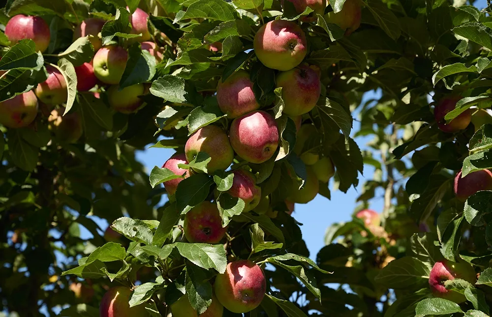 Ein Bild von einem Apfelbaum
