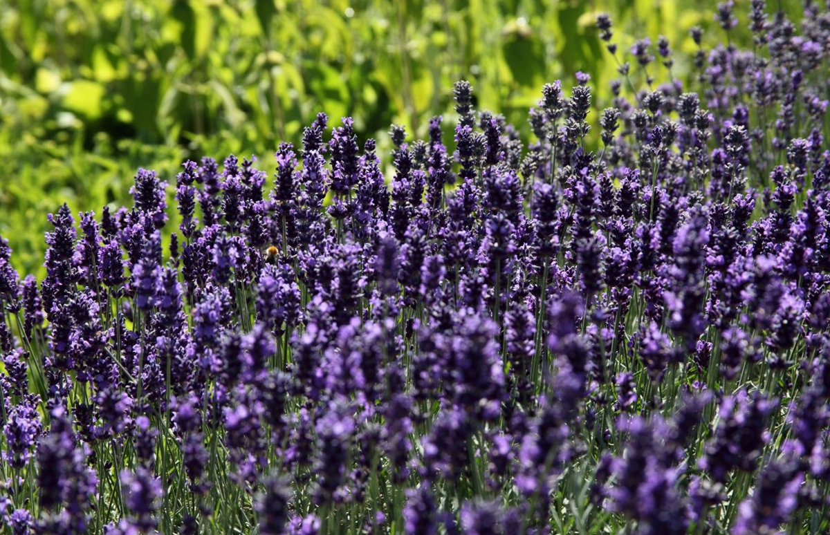 Ein Feld voller Lavendel Pflanzen