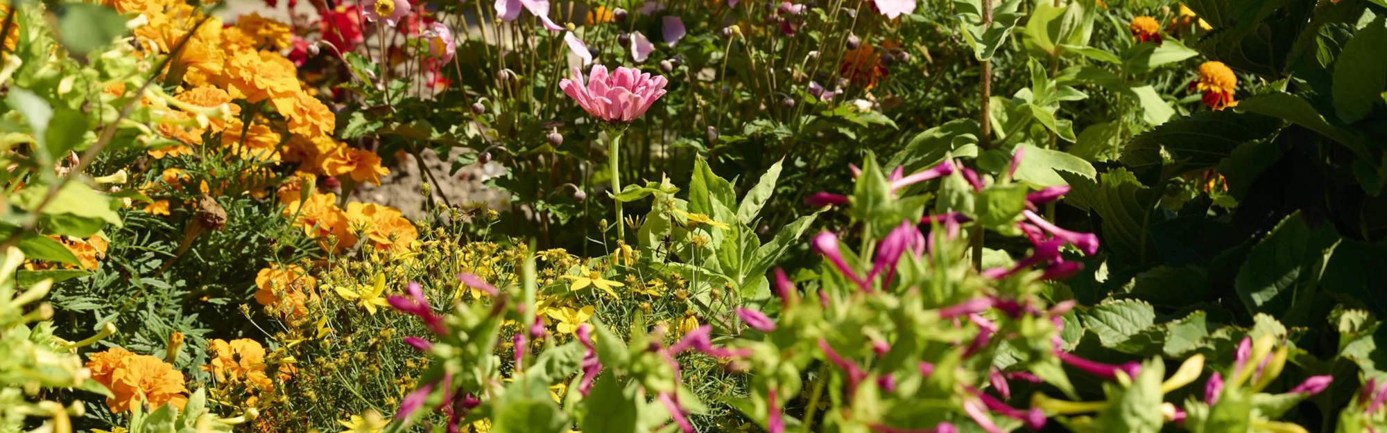 Ein Bild verschiedener Blumensträuche im Garten