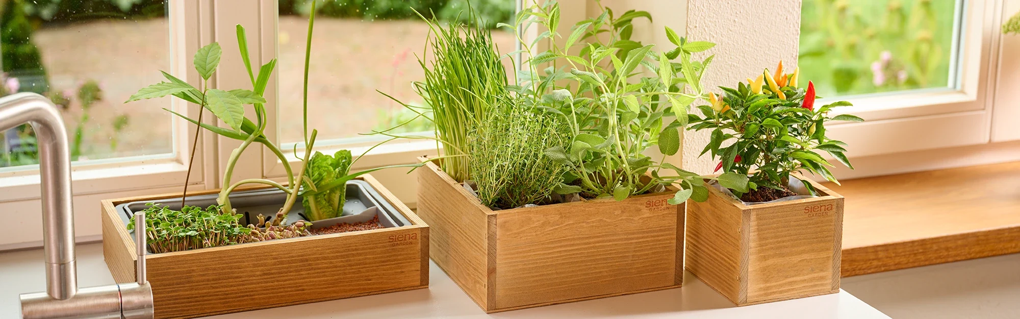 3 mit Erde befüllte Holzboxen und Pflanzen auf einer Fensterbank