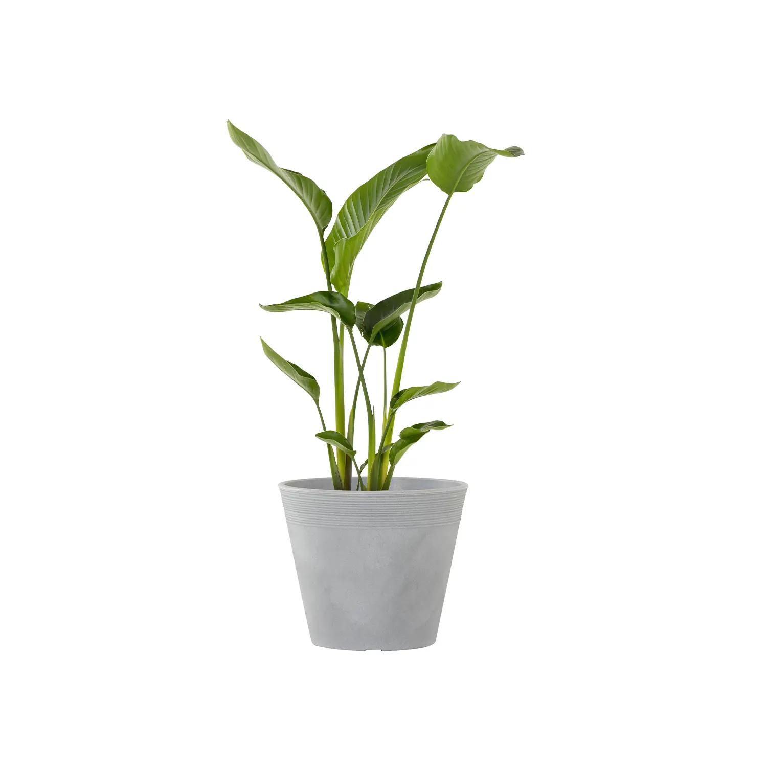 Blumentopf Malaga 43 grau Ø 43x36 cm | SIENA GARD...