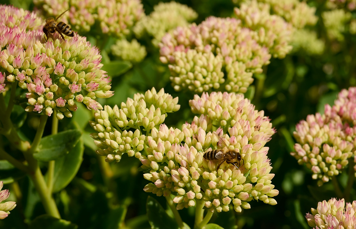 Eine Nahaufnahme von Stauden, auf denen zwei Bienen sitzen. 