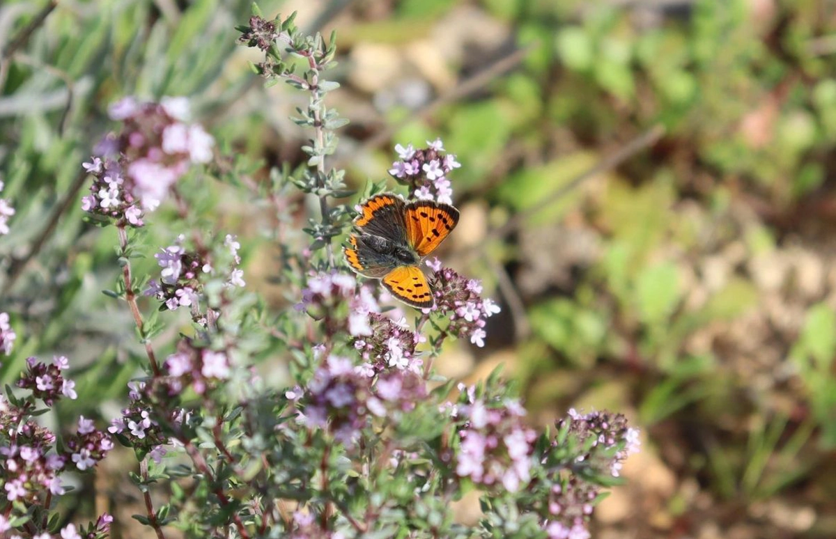 Ein Bild eines blühenden Thymian Strauchs mit einem Schmetterling