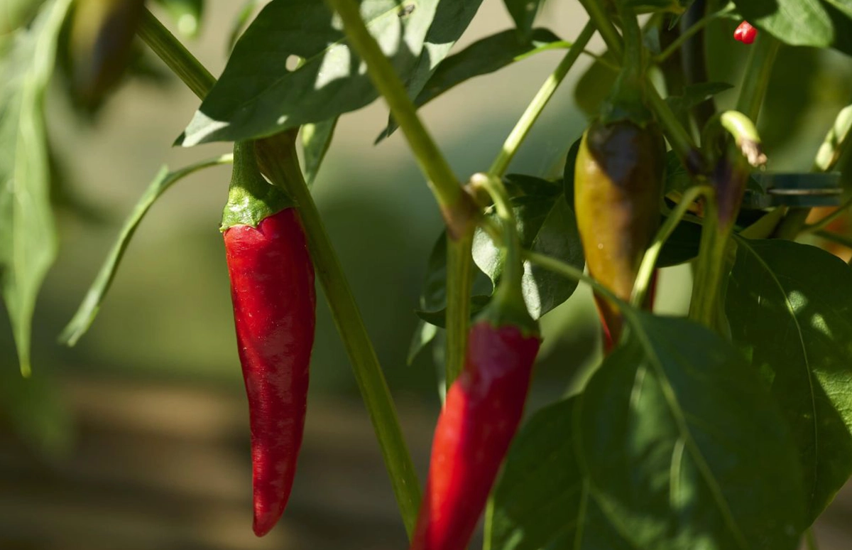 Ein Bild von heranwachsenden roten und grünen Chilis