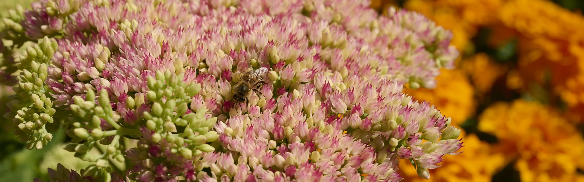 Eine Bien bestäubt eine Pflanze