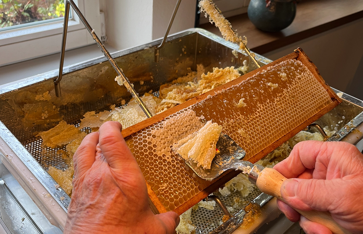 Eine Honigwabe wird mit einem Imkerwerkzeug geöffnet, indem die Deckel aus Bienenwachs abgeschabt werden. Die Wachsschicht wird in einem Auffangbehälter gesammelt.