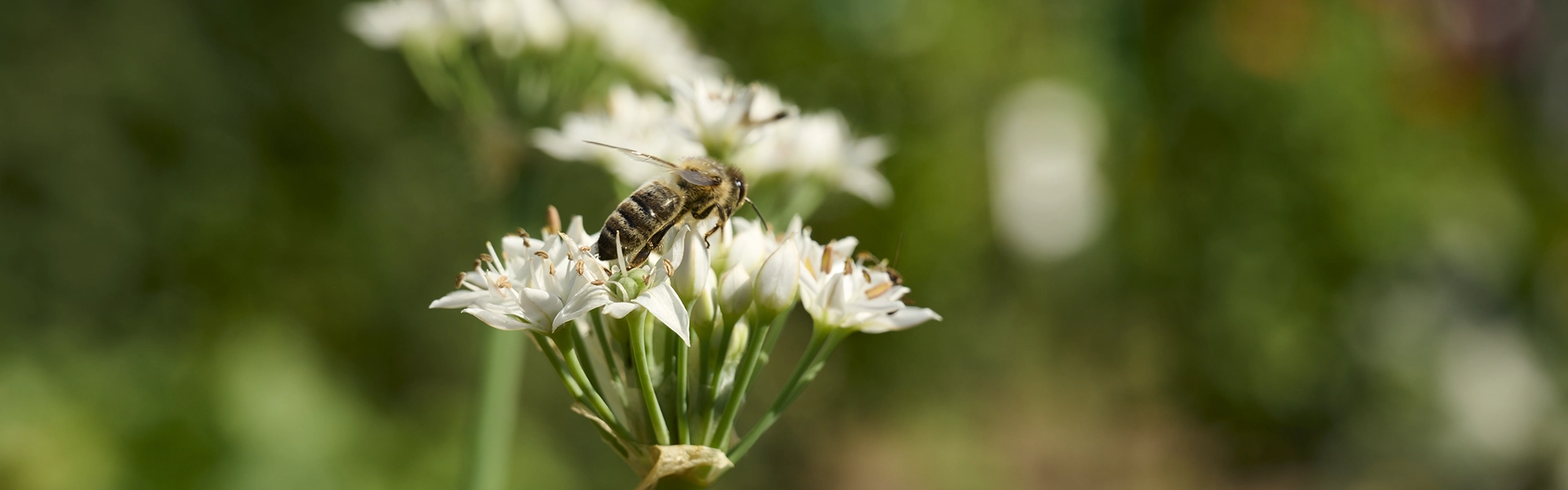 Eine Biene bestäubt eine Pflanze mit weißen Blüten